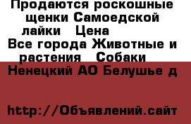 Продаются роскошные щенки Самоедской лайки › Цена ­ 40 000 - Все города Животные и растения » Собаки   . Ненецкий АО,Белушье д.